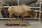 Denver museum’s 650-pound bison found 50 years after it vanished