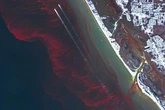 Toxic algae bloom kills hundreds of marine species in Australia