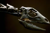 Dog-sized dinosaur discovered 150m years later