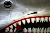 Expert says Jaws (50 this June) helped sharks as well as harming