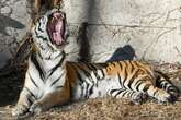 Zoo under fire for selling tiger urine at £5 a pop