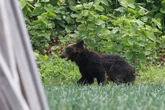 Japan hunter missing after possible bear attack