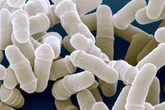 Whole new class of anti-ageing drug found to work at cell level