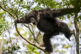 Chimpanzee study reveals musical secrets of humans’ ancient ancestor
