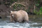 Fat Bear Contest ends with storyline to rival any Hollywood movie