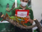 Zoo fights to save species from extinction by freezing genes