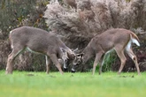 Virus spread by ‘no-see-ums’ killing deer across Mid-Atlantic