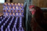 Senators call on Trump to take action against bird flu