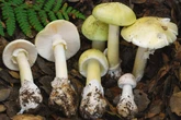 Parts of California seeing ‘unprecedented’ rise in mushroom poisonings