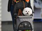 The country where dog strollers now outsell prams for babies