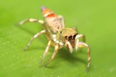 ‘Dark DNA’ of spiders could change the way we understand evolution
