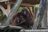 How the Tampa zoo is protecting 1,000 animals from Hurricane Milton