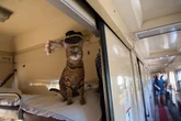 Passenger fined after loud cat sparks complaints on French train