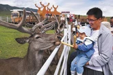 Rare species return to Qilian Mountains