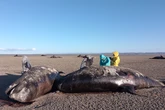 Mystery as 26 killer whales wash up dead with no signs of injury
