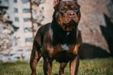 Mother found XL bully ‘covered in blood’ after it fatally mauled girl