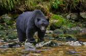 12-year-old son shoots and kills bear mauling his dad’s face