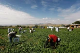 Trump secretary says people should do farm work avoid losing Medicaid