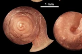 New snail species with shell shaped like Picasso’s art discovered
