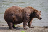 Heavyweight bear Chunk with broken jaw finally wins Fat Bear Week