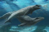 Ancient whale species with sharp teeth and large size eyes discovered