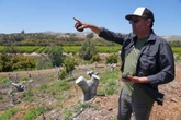 California avocado growers say Mexican imports have helped their sales