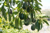 How avocado sales are booming in US thanks to Mexico