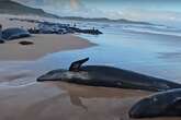 More than 150 false killer whales stranded on Tasmania beach