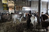 Farm owner banned for neglecting 450 animals in ‘abhorrent conditions’
