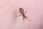 The symptoms of ‘kissing bug’ disease to be on the look out for