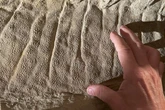 New research challenges long-held theory about dinosaur population
