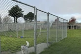 Shelters cut ties with rescue after dogs found shot and buried: report