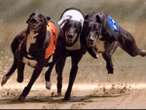 UK greyhound racing mired in ‘major drugs scandal’