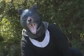 Japan makes it easier for people to shoot bears