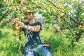 Colorado peach trees threatened by viral fungal disease