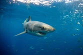 Great white shark sneaks up on Cape Cod paddleboarders