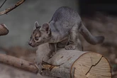 Rare and endangered fossa pups born at UK zoo take first steps