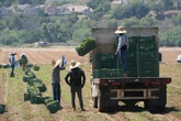 Trump reverses pause on immigration raids targeting farms and hotels