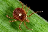 Ticks carrying rare, potentially deadly virus now found in 6 US states