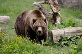 Archery hunters kill grizzly bear after it bites one of them