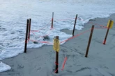 Unleashed dog kills two dozen sea turtles on Florida beach