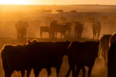 Trump plans to boost beef imports to bring down record prices: report