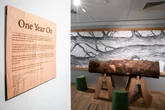 Part of felled Sycamore Gap tree to go on permanent display