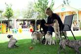 The woman who rescued more than 2,500 pugs