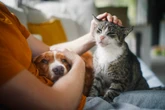Millions of Brits can now get a dog or cat after UK law change