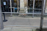 Wily fox defies Parliament security to prowl Westminster estate