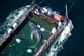 Humpback whale released after huge rescue effort discovered dead