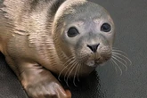 Seal pup rescued after being found motionless on Brighton beach