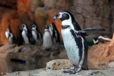 Hundreds of marine animals relocated to new $130M aquarium