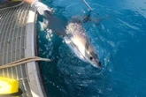 The next generation of hurricane forecasters could be sharks